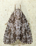 9261 - Impressed Dagger - Acronicta impressa