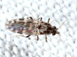 Culicoides sp.