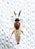 Forcipomyia sp.