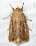 9449 - Oblong Sedge Borer - Capsula oblonga