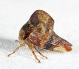 Telamona maculata