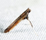 Caloptilia sp.