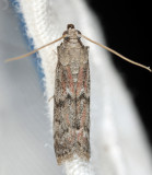 6007 - American Wax Moth - Vitula edmandsii