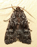 10968 – Northern Variable Dart Moth – Xestia badicollis