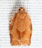 3635 - Oblique-banded Leafroller - Choristoneura rosaceana 9-6