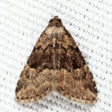 8426 - Visitation Moth - Dyspyralis illocata