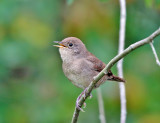 House Wren - Troglodytes aedon