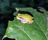 Gray Tree Frog - Hyla versicolor