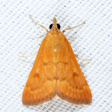 4975 - Garden Webworm Moth - Achyra rantalis