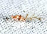 Myzocallis tuberculata