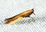 0592 - Azalea Leafminer - Caloptilia azaleella
