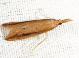 Donacaula sp.