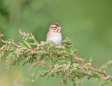 Clay-colored Sparrow - Spizella pallida