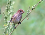 Indigo Bunting - Passerina cyanea