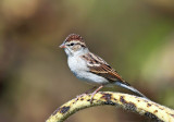 Chipping Sparrow - Spizella passerina