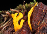 Clavulinopsis corniculata