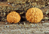 Nidularia pulvinata (Birds Nest Fungi)