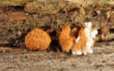 Nidularia pulvinata (Birds Nest Fungi)