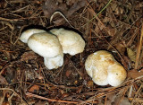 Albatrellus ovinus (Sheep Polypore)