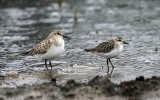 Baird's Sandpiper - Calidris bairdii & Least Sandpiper - Calidris minutilla