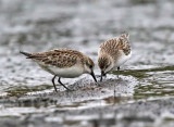 Least Sandpiper - Calidris minutilla