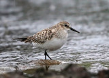 Bairds Sandpiper - Calidris bairdii