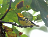 Black-throated Green Warbler - Setophaga virens