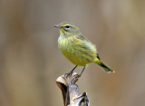 Palm Warbler - Setophaga palmarum