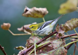 Black-throated Green Warbler - Setophaga virens