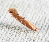 0723 - Goldenrod Leaf Miner - Cremastobombycia solidaginis