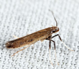 Caloptilia sp.