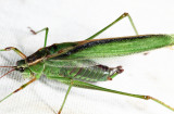 Treetop Bush Katydid - Scudderia fasciata