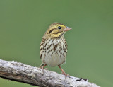 Savannah Sparrow - Passerculus sandwichensis