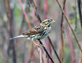 Savannah Sparrow - Passerculus sandwichensis