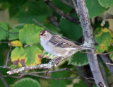 White-crowned Sparrow - Zonotrichia leucophrys