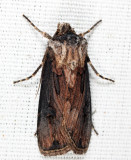 10651 - Venerable Dart - Agrotis venerabilis
