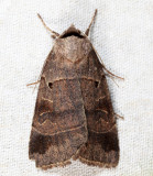 10955 - Pale-banded Dart - Agnorisma badinodis