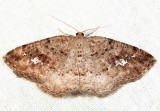 Homochlodes sp.