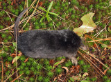 Star-nosed Mole - Condylura cristata