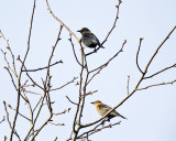 Rusty Blackbird - Euphagus carolinus