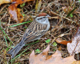 Chipping Sparrow - Spizella passerina