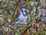 Blue Jay - Cyanocitta cristata