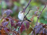 White-crowned Sparrow - Zonotrichia leucophrys