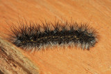 8136 - Dubious Tiger Moth - Spilosoma dubia