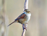 Swamp Sparrow - Melospiza georgiana