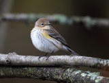 Yellow-rumped Warbler - Setophaga coronata