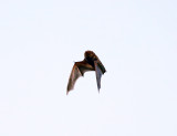 Red Bat - Lasiurus borealis