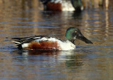 Northern Shoveler - Spatula clypeata