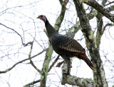 Wild Turkey - Meleagris gallopavo