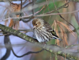 Pine Siskin - Spinus pinus